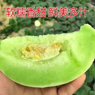 正宗上海南汇玉菇蜜瓜新鲜水果冰激凌甜瓜果青皮绿肉玉茹密瓜香瓜
