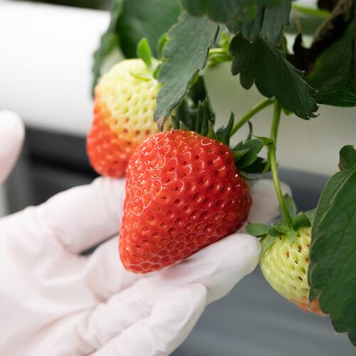 夏季奶油甜草莓香甜多汁