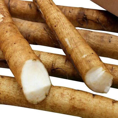 黄皮牛蒡根5斤现挖正品野生黄金牛蒡茶原料新鲜可榨汁黄皮鲜牛蒡