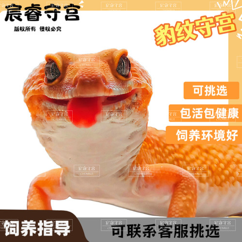 豹纹守宫蜥蜴可爱新手入门懒人宠物守宫易养异宠小型温顺幼体