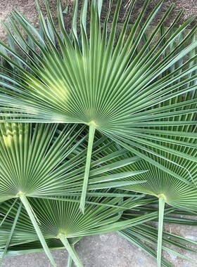四川棕树叶新鲜棕榈树叶棕叶片包粽子棕编材料棕榈叶山棕叶大叶扇