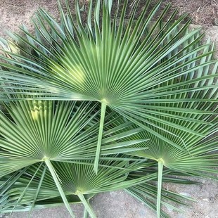 四川棕树叶新鲜棕榈树叶棕叶片包粽子棕编材料棕榈叶山棕叶大叶扇