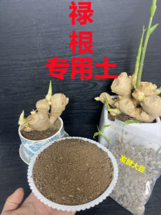 禄根生姜配方土禄根生姜专用土禄根营养土生姜盆栽土禄根生姜土