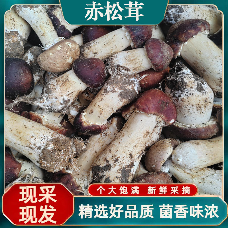 正宗云南特产赤松茸姬松茸大球盖菇蘑菇食用菌炒菜煲汤盐渍菌菇