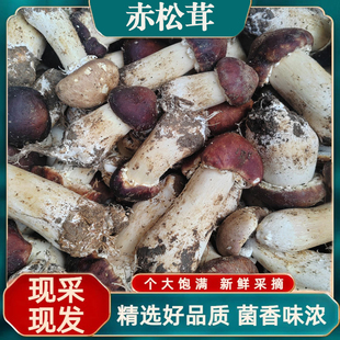 正宗云南特产赤松茸姬松茸大球盖菇蘑菇食用菌炒菜煲汤盐渍菌菇