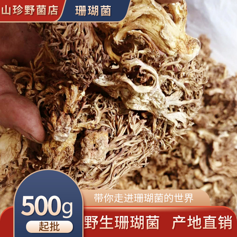 纯天然野生蘑菇野生珊瑚菌扫把菌山林中的美味干货500克