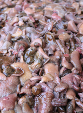 云南野生丁香牛肝菌麻布菌松树菌松蘑枞树菌松菇虎皮菌食材特色