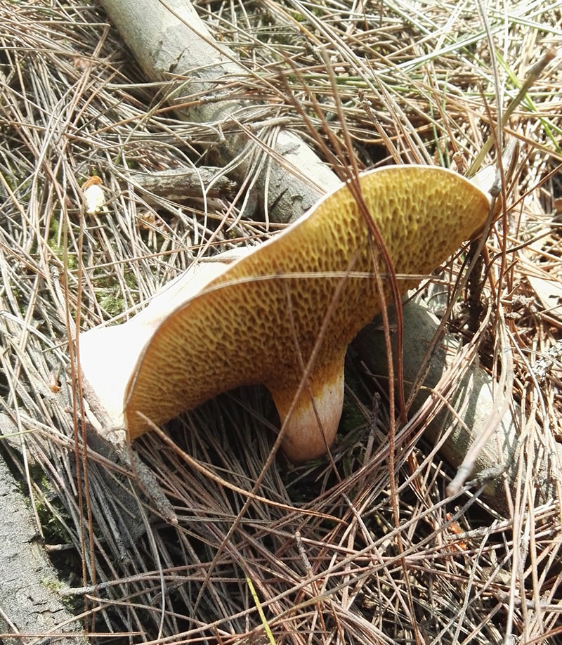 野生蘑菇云南红乳牛肝菌松菌棕树菌干货500克煲汤火锅烧烤香菇