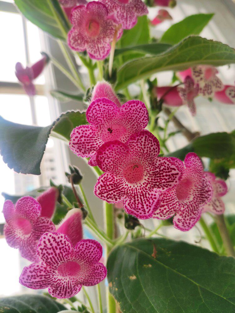 苦科花猫 leah/利亚 艳斑苣苔 苦苣苔科植物适合阳台花卉花苗盆栽