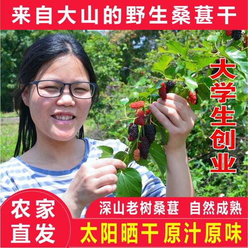 农家野生桑葚干果深山老树黑桑葚