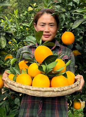 广西容县红心橙子当季水果