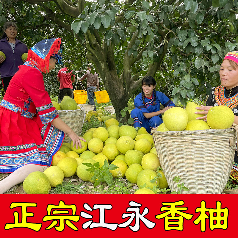 湘超冠军柚-永州队江永香柚30斤装老树柚子纯甜不酸正宗湖南特产