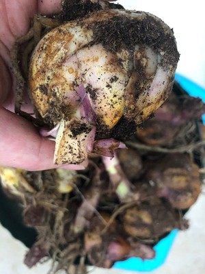 百合多年生特价处理花艺缘