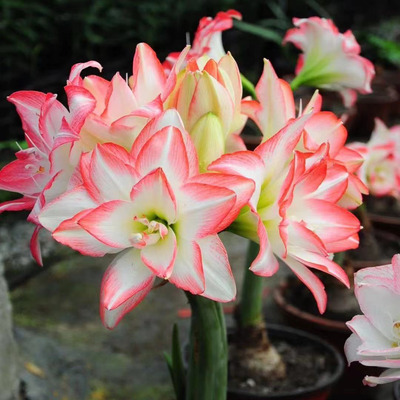 秘鲁进口朱顶红种球多年生花孔雀现货毕加索柠檬之星带花箭单重瓣