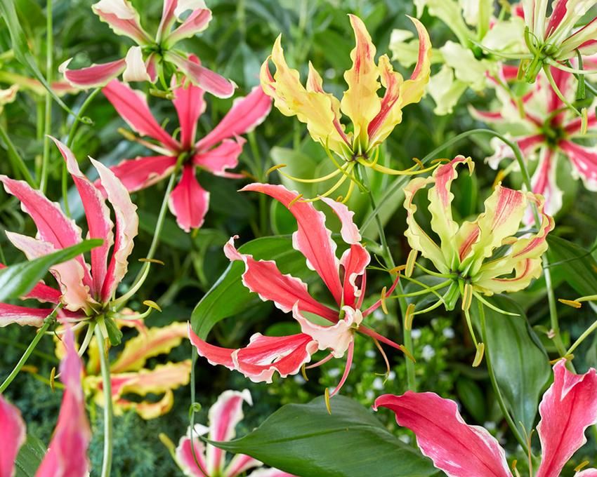现货嘉兰百合种球多年生花期长春植易养庭院露台爬藤多年生图片