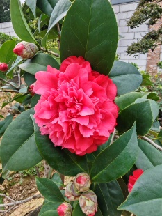 包邮四季茶花红色带花苞茶花四季开花红色重瓣大花室内庭院