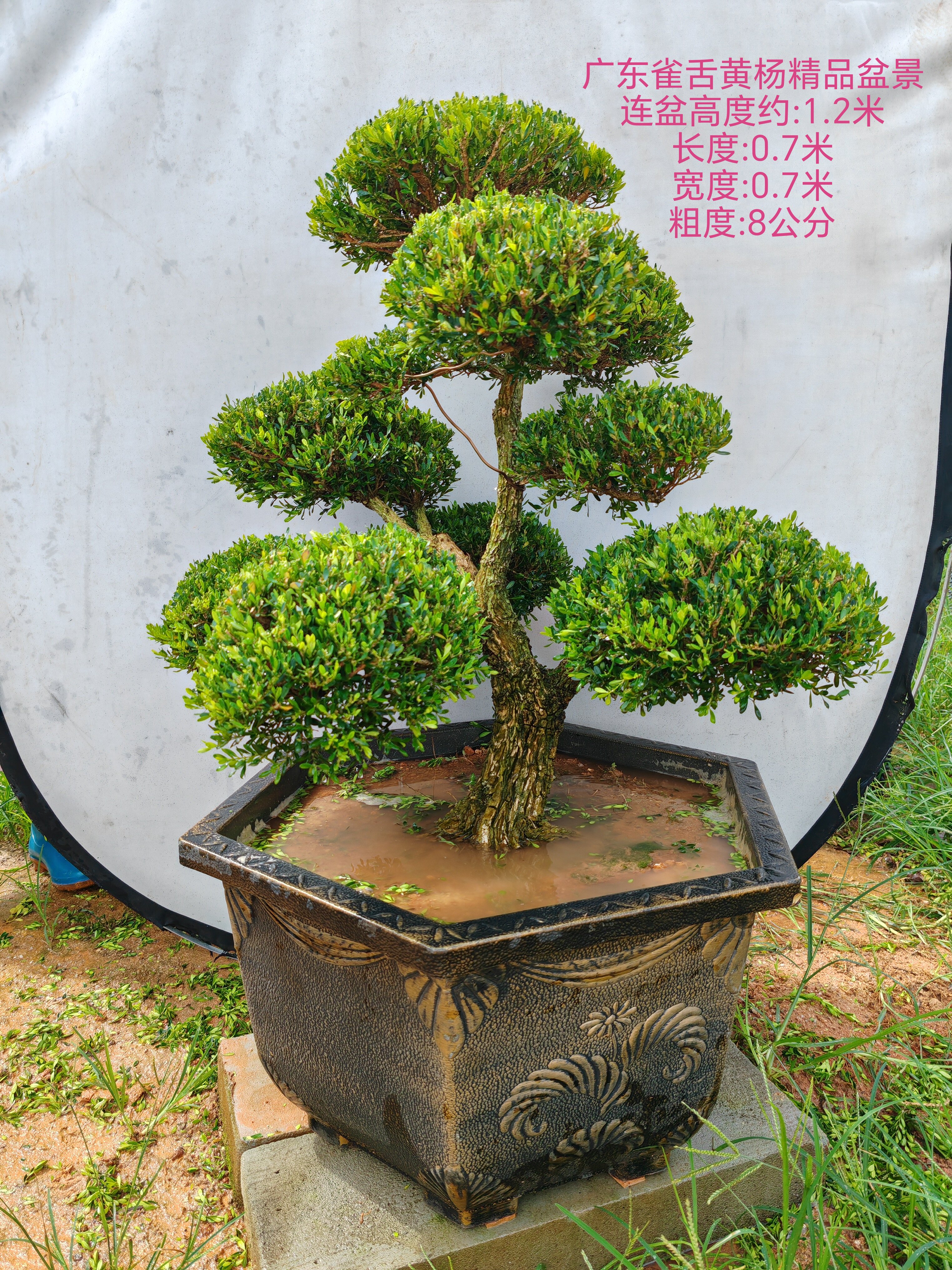 精品原生小叶雀舌黄杨庭院造型树四季常青真树好养树脂花盆栽好