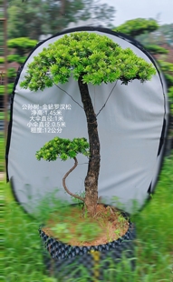 公孙树造型金钻罗汉松高度一米五以内庭院花园造景金钻罗汉松真树