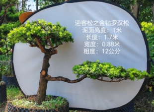 1米高的金钻罗汉松迎客松异形金钻罗汉松
