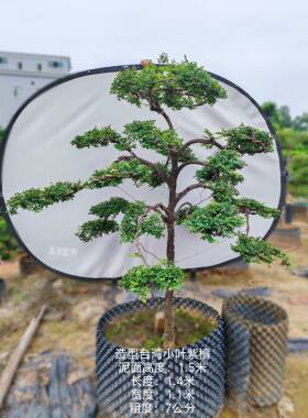 一米五高台湾小叶紫檀细叶紫檀真造型树花园庭院别墅高端造景绿植