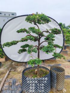 一米五高台湾小叶紫檀细叶紫檀真造型树花园庭院别墅高端造景绿植