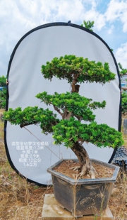 一米三的金钻罗汉松精品造型盆景四季常青真树好养易活绿植