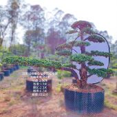 2米以上23公分长飘临水造型金钻罗汉松庭院花园景观精品造型地景