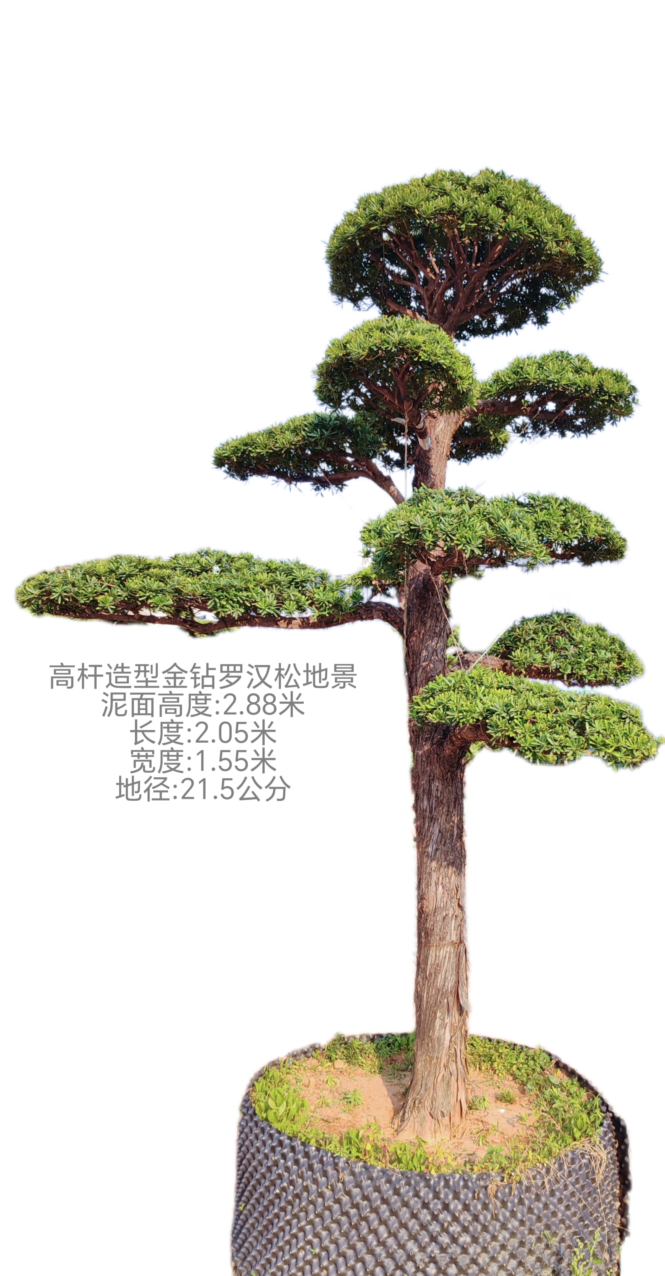 2.88米高的高杆造型金钻罗汉松庭院花园精品造型地景3米以下金钻