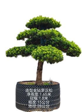 净高度一米六五的圆润造型金钻罗汉松精品大盆景地景