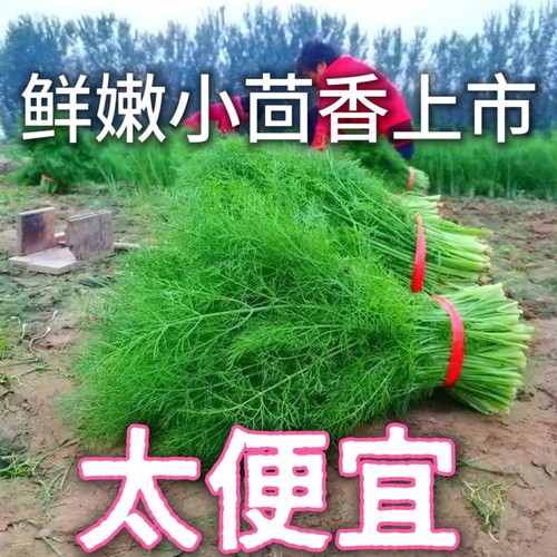 山东小茴香菜新鲜大茴香苗