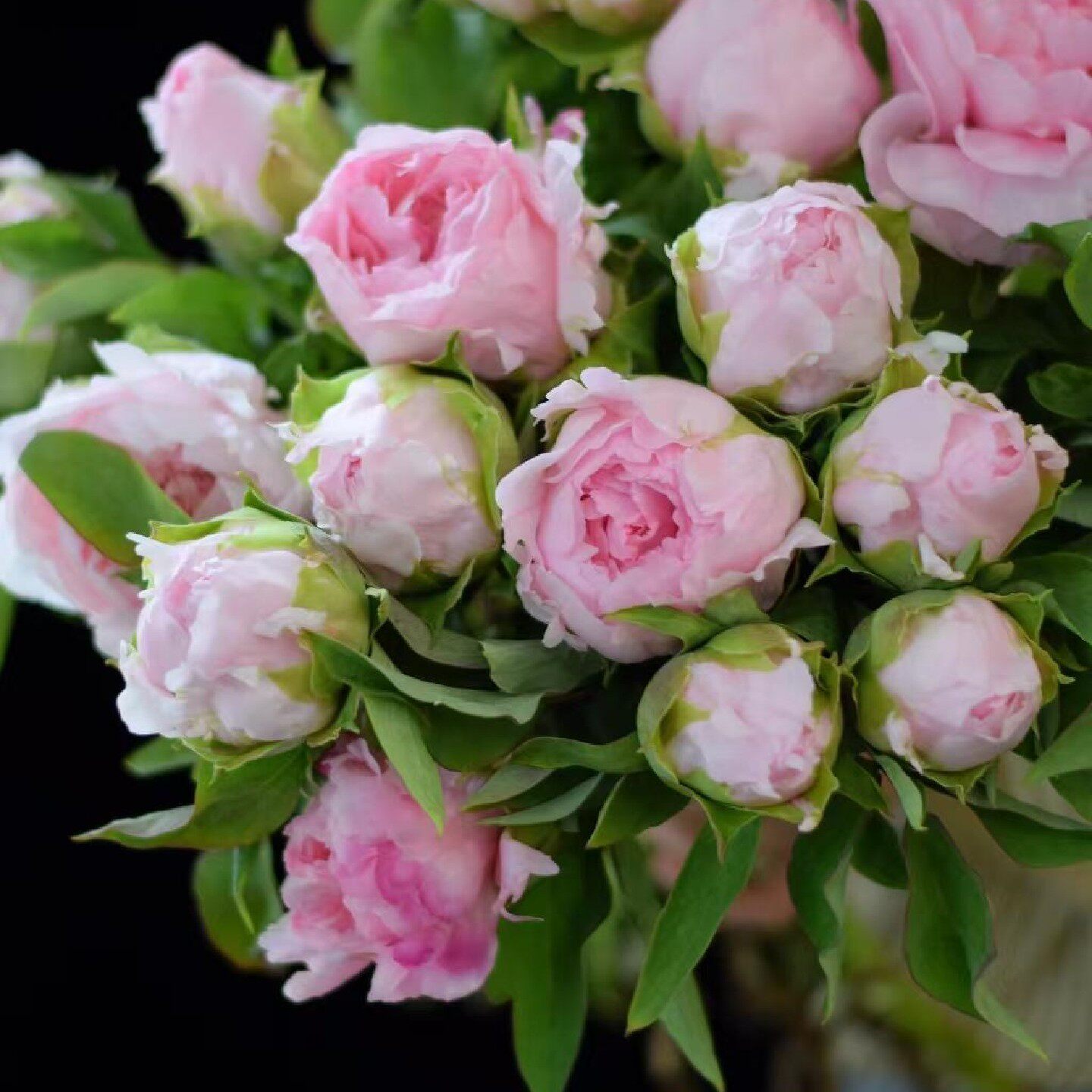 菏泽牡丹鲜切花重瓣大花束水养鲜花基地现摘现发送礼自用高档花