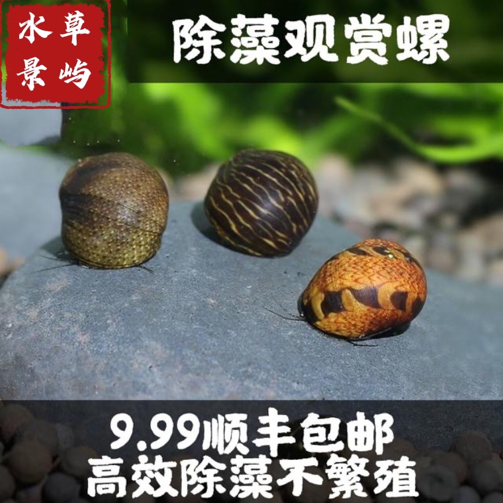 观赏螺蜜蜂角螺活体除藻螺黑金刚彩蛋草缸清洁清缸螺淡水缸壁清缸-封面