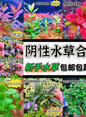 鱼缸水草植物真草造景阴性水兰水榕浮萍皇冠冒泡净水新手装饰套餐