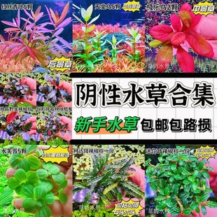 鱼缸水草植物真草造景阴性水兰水榕浮萍皇冠冒泡净水新手装饰套餐