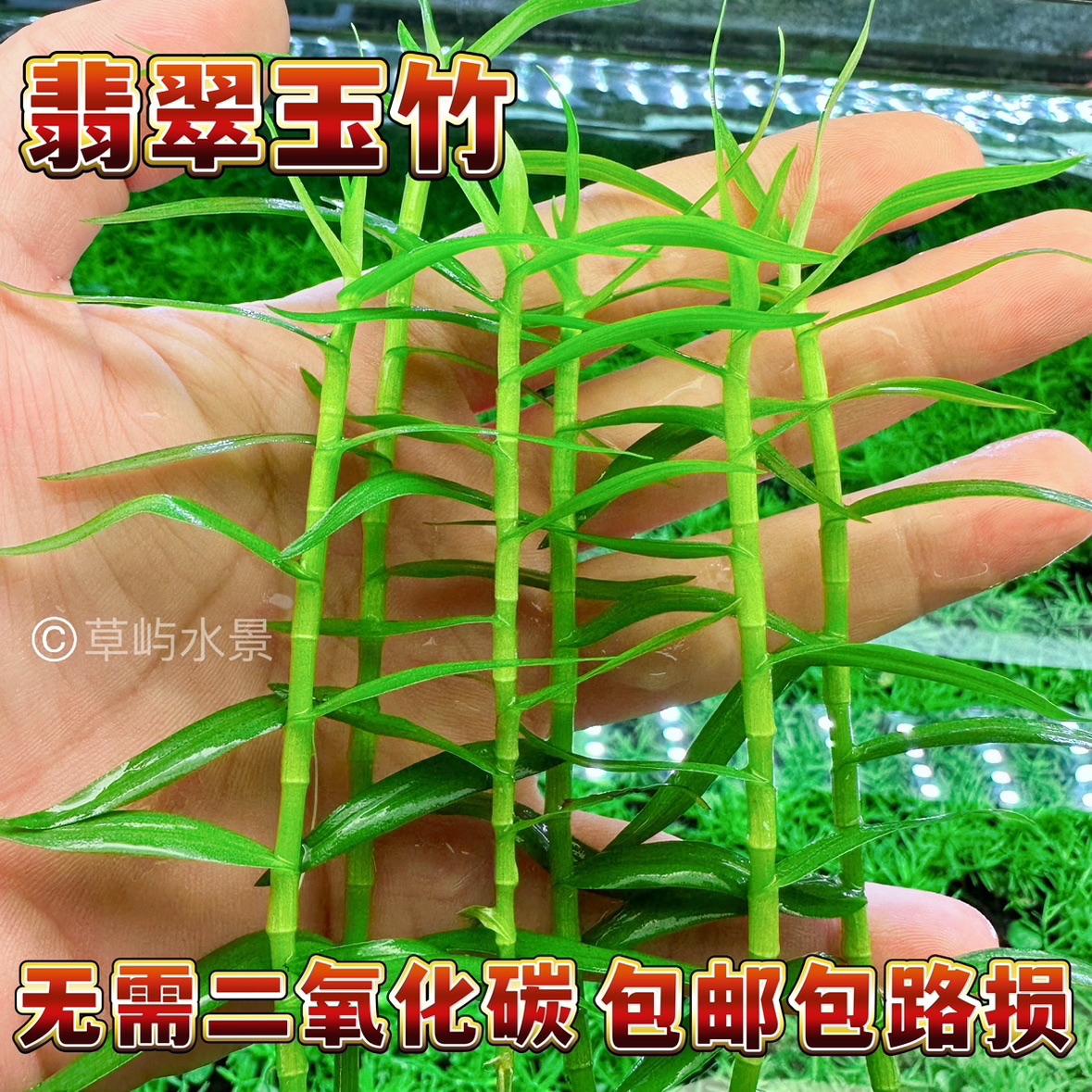 翡翠玉竹南美玉竹稀有绿色造景后景挺水植物阴性懒人水下叶水草