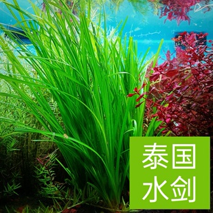 淡水鱼缸活体热带造景水草南美风原生景后景坨草泰国水剑高缸造景