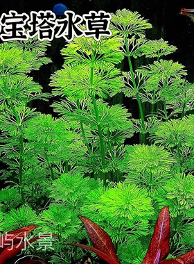 小宝塔ADA水草中后景阴性植物新手淡水增氧好养活体懒人鱼缸造景