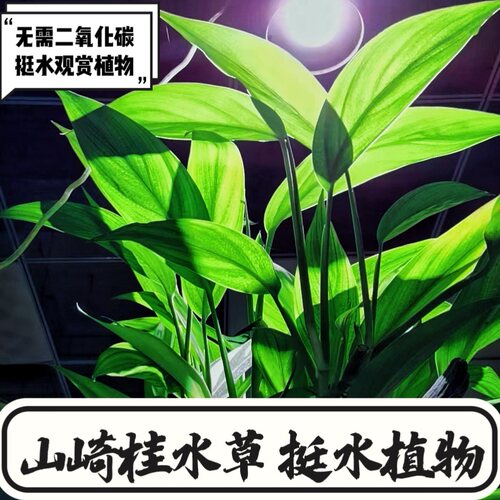 山崎桂高端水草ADA山崎贵挺水植物阴性稀有无需Co2水草南美淡水草
