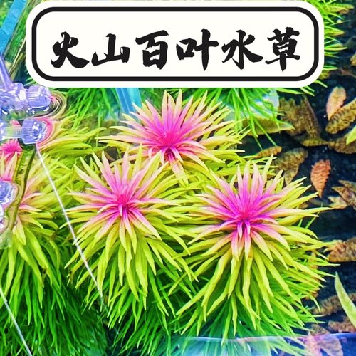 火山百叶水草太阳水草稀有精品红色后景阳性水下叶水草草屿水景