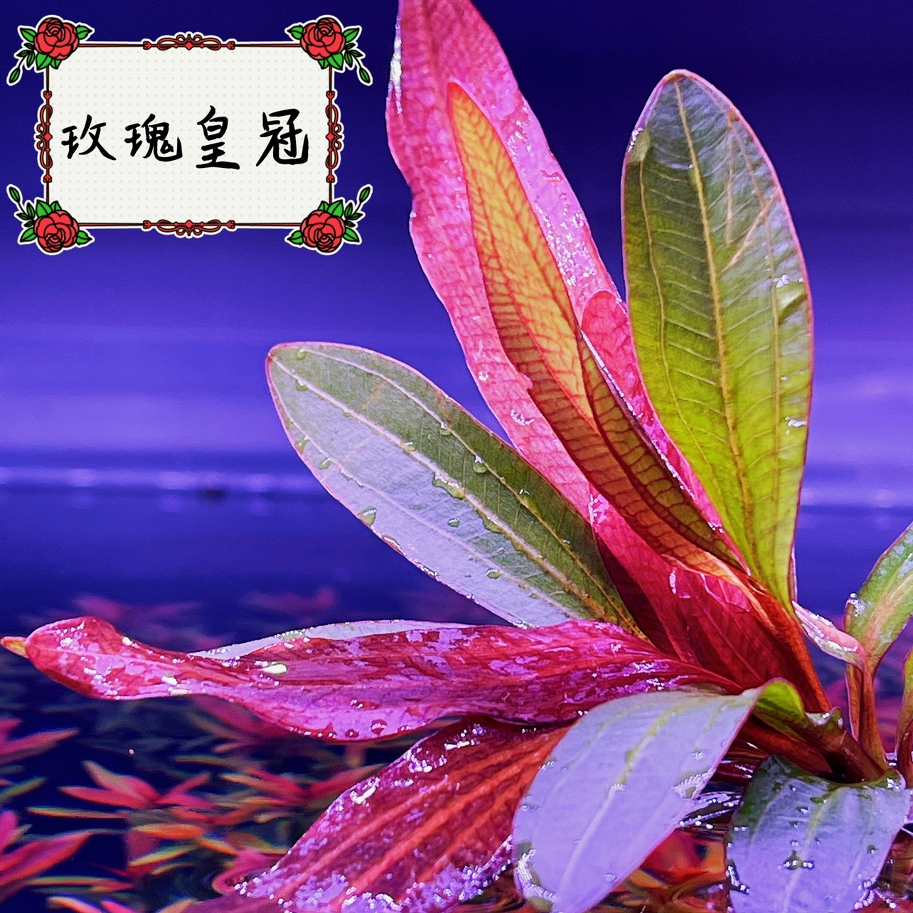 新品玫瑰皇冠坨草红色水草活体植物中后景鱼缸装饰造景淡水顺丰
