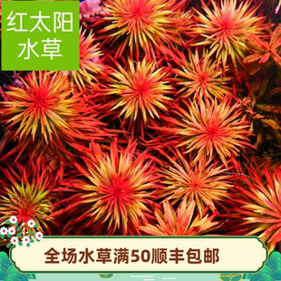 红太阳绿太阳古精太阳水草精品阳性水下叶草缸中后造景活体植物