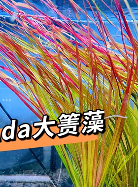 稀有水草Ada同款大箦藻红箦藻 飘逸红色水草 中后景水草 顺丰包邮