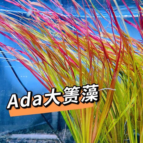 稀有水草ada同款飘逸红色顺丰