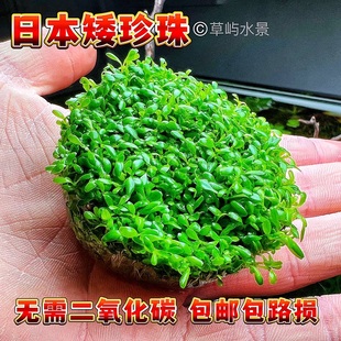 日本矮珍珠爬地矮珍珠迷你天胡荽阴性前景草鱼缸懒人造景活体水草