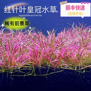 红针叶皇冠稀有红色水草活体植物前中景鱼缸装饰造景淡水顺丰包邮