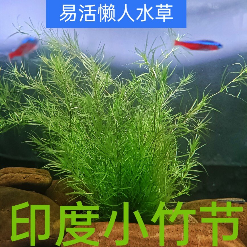 印度小竹节水草净化水质淡水水族鱼缸虾缸淡水阴性草无需二氧化碳