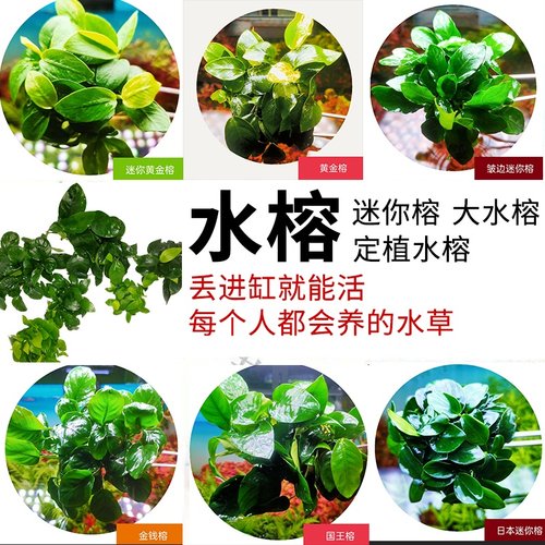 小鱼缸阴性绑沉木丹麦活体淡水