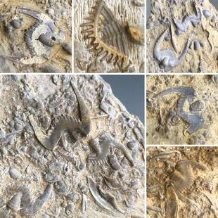 天然燕子石三叶虫古生物化石原石奇石蝙蝠石收藏地质科普教学标本