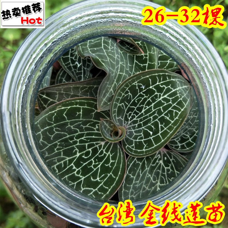 金线莲福建花草盆栽特产【】种苗