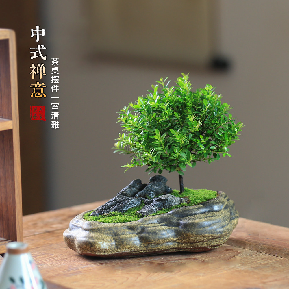 小叶赤楠老桩盆栽客厅桌面盆栽植物阳台四季好养室内植物绿植盆栽